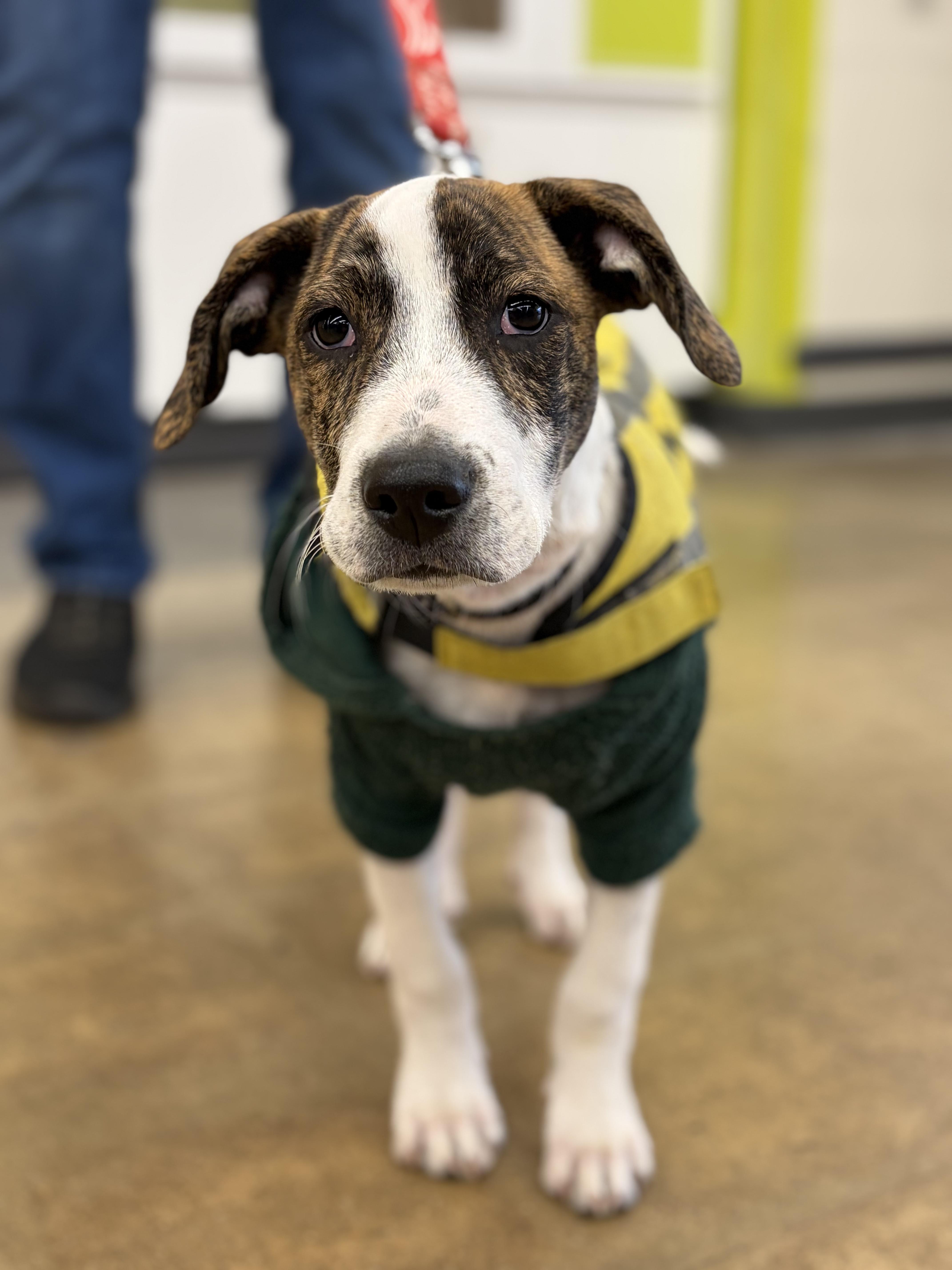 Roger, a Adoptable mixed breed in New York, NY image 2/6