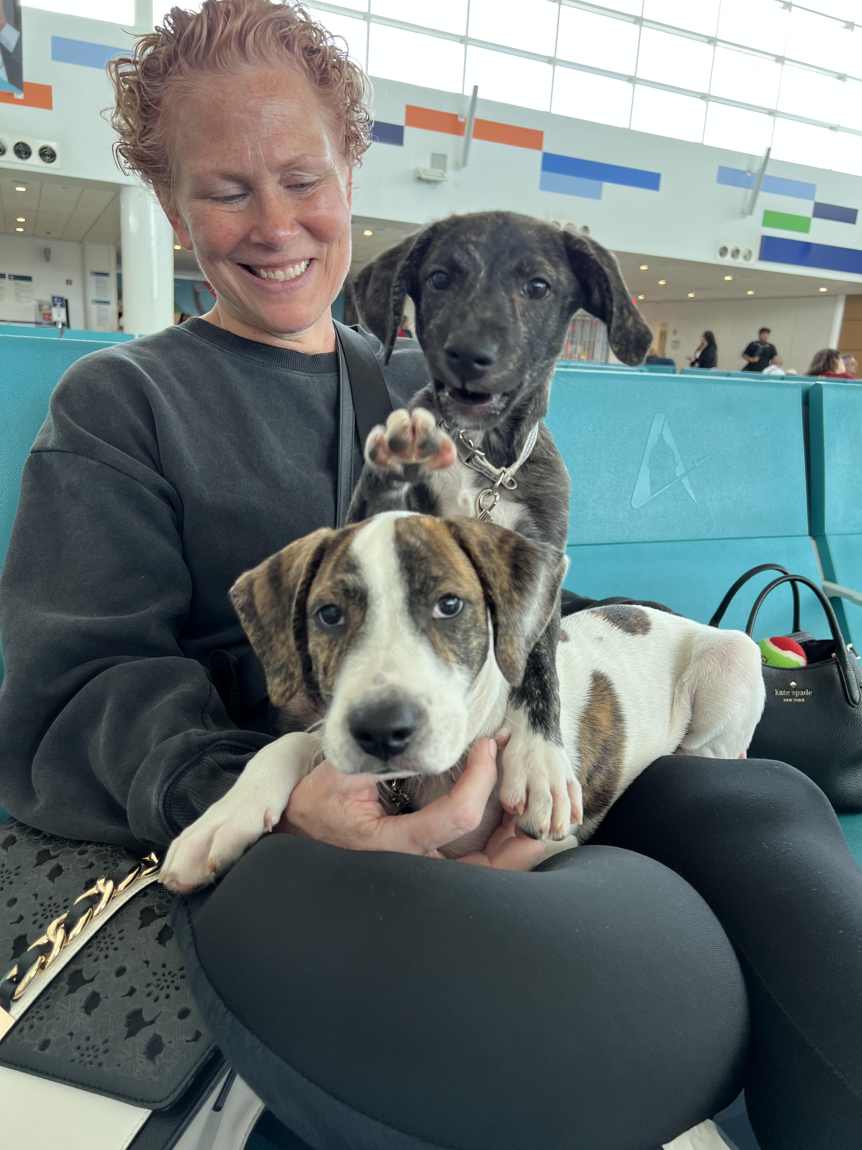 Roger, a Adoptable mixed breed in New York, NY image 5/6