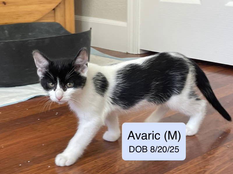 Avaric, Adopted, Kitten Male Domestic Short Hair.