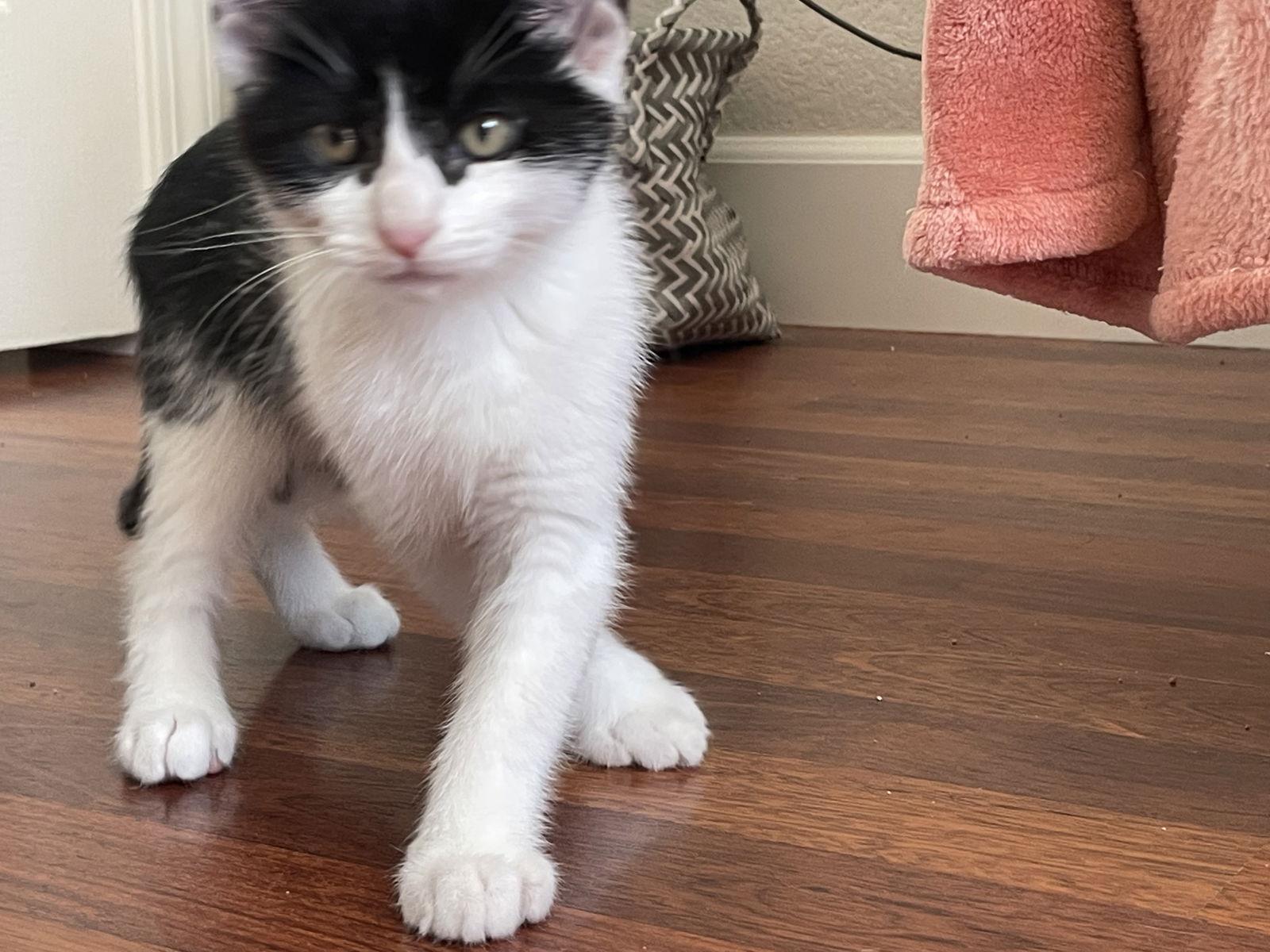 Avaric, a Adopted Domestic Short Hair in Vacaville, CA image 2/2