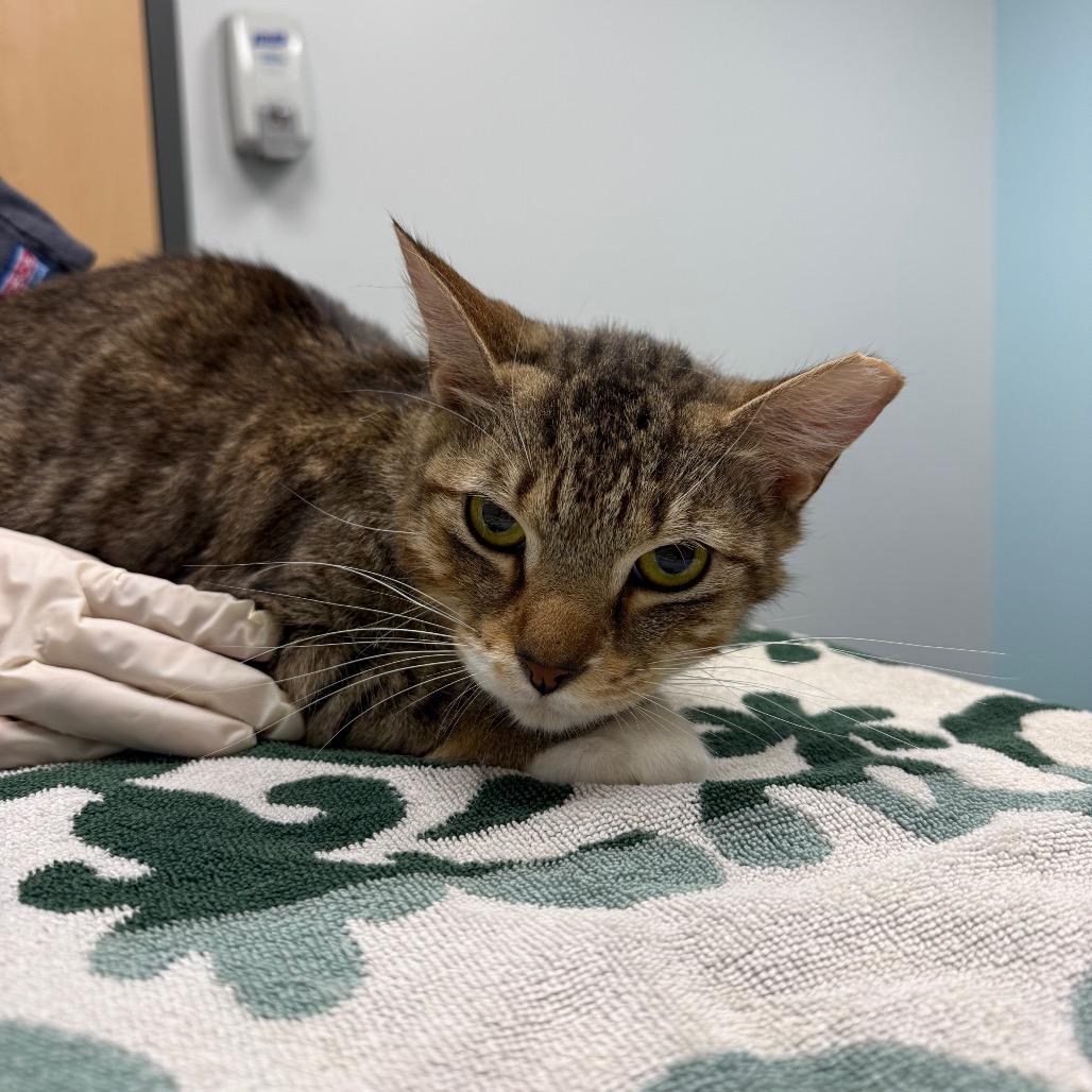 Enlarge Doja, a Adoptable Domestic Medium Hair in Jacksonville, FL image 1/1