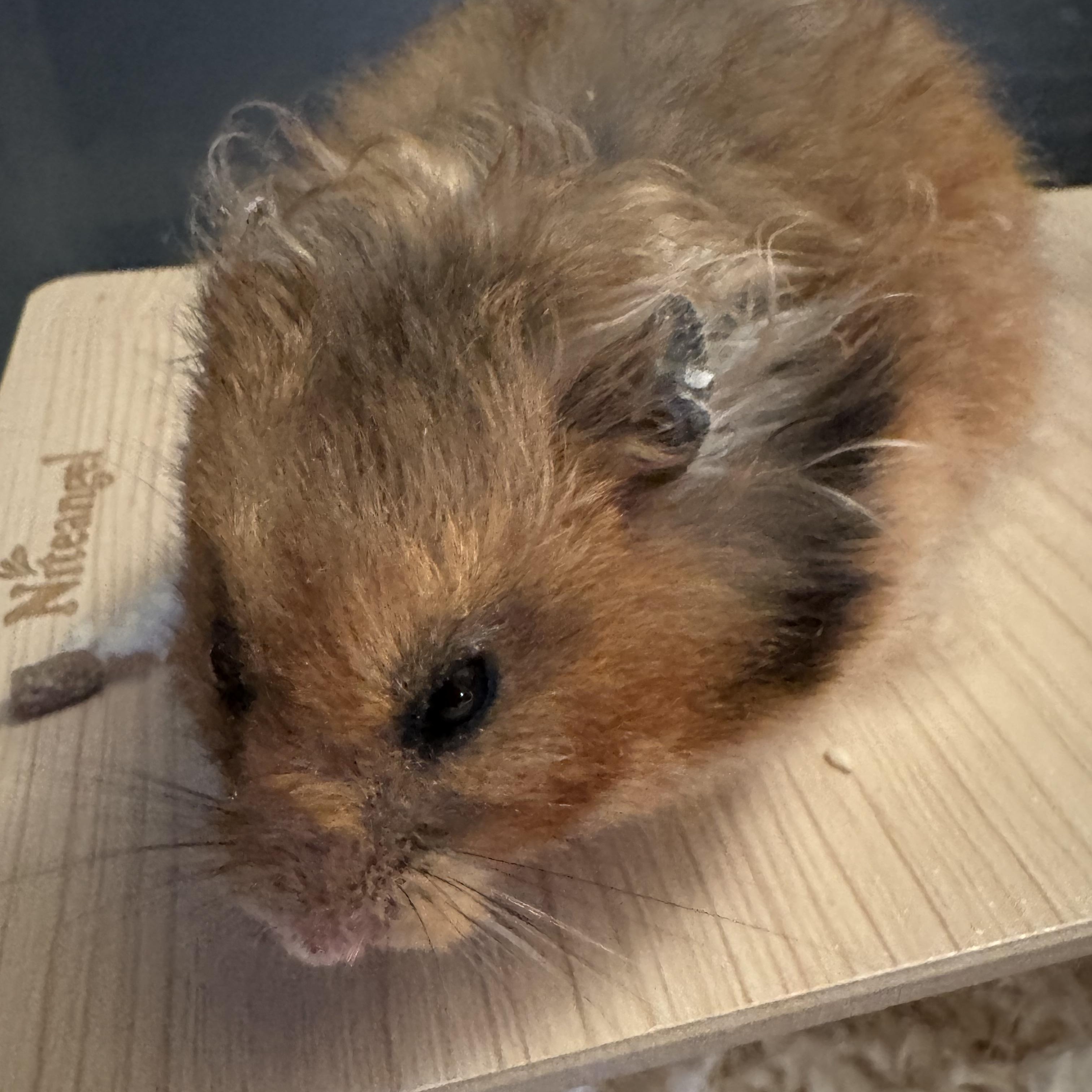 Enlarge Clover, a Adopted Hamster in Springfield, OR image 3/5