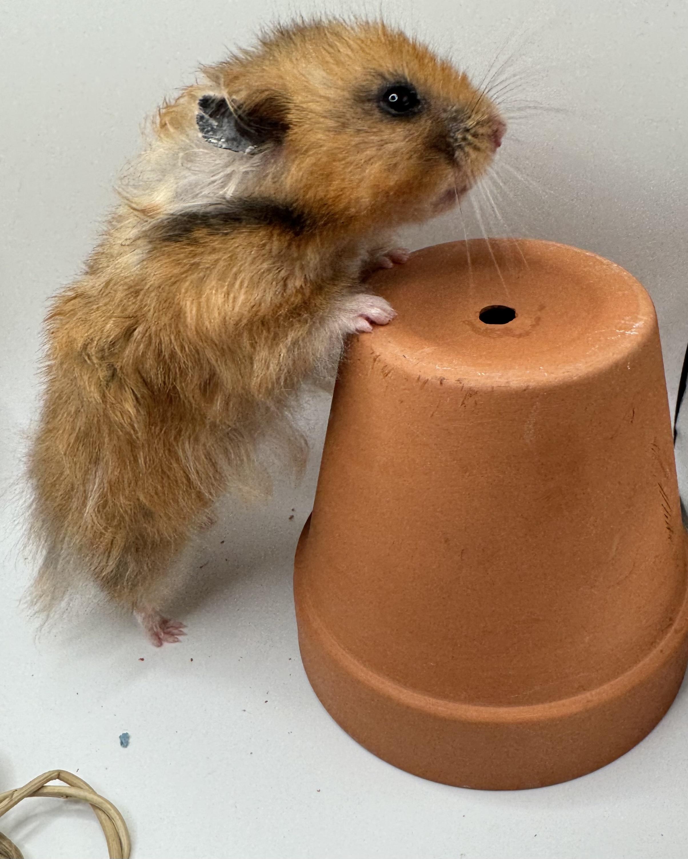 Enlarge Clover, a Adopted Hamster in Springfield, OR image 1/5