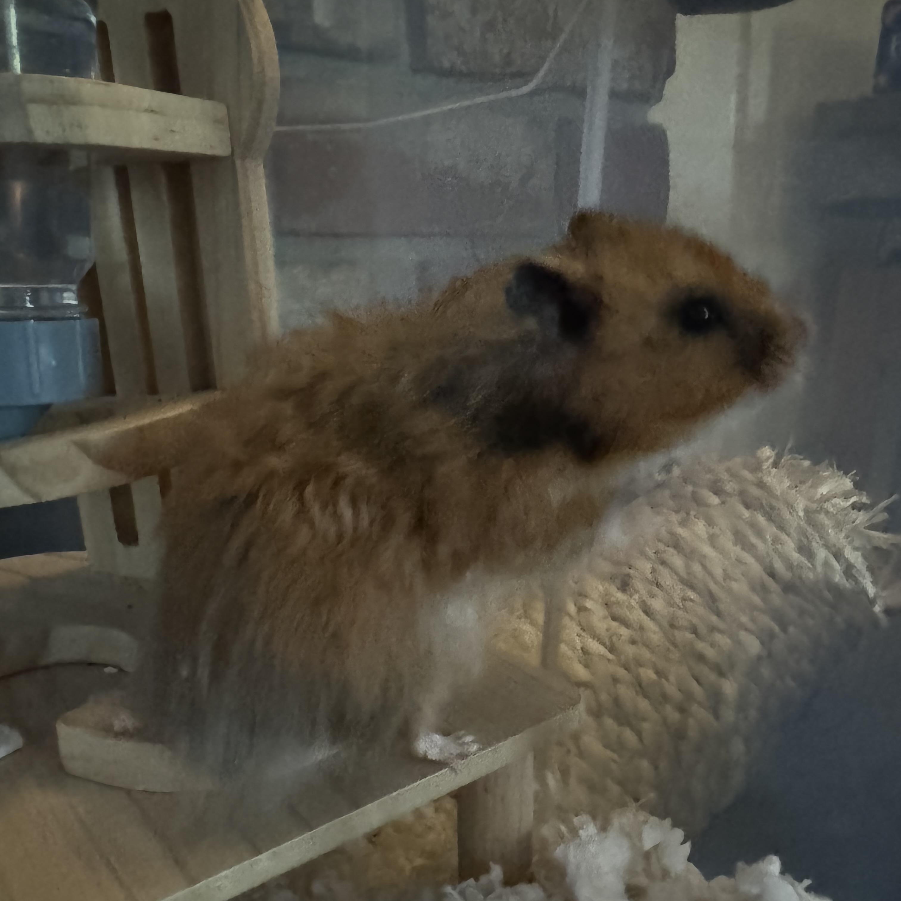 Enlarge Clover, a Adopted Hamster in Springfield, OR image 2/5
