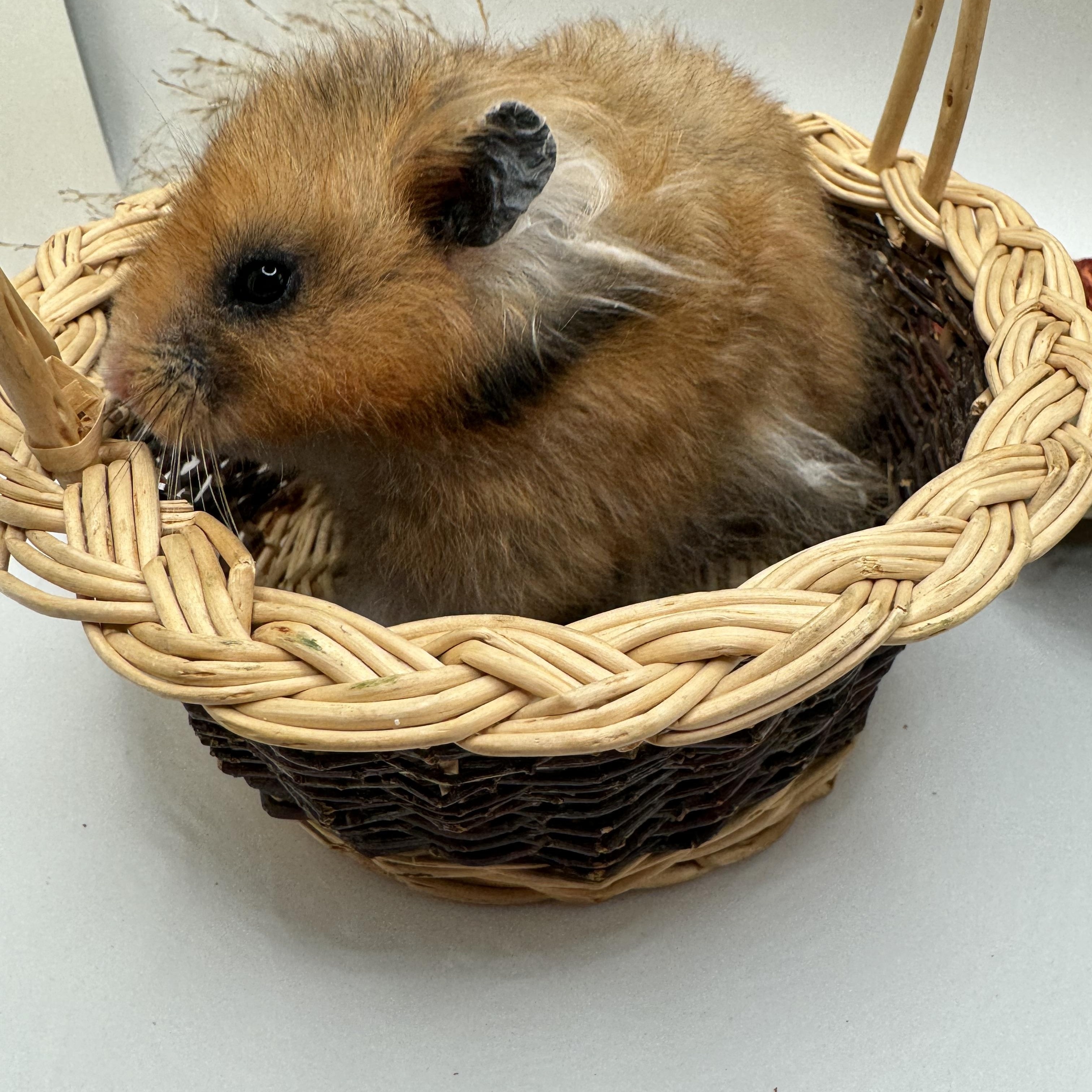 Enlarge Clover, a Adopted Hamster in Springfield, OR image 5/5