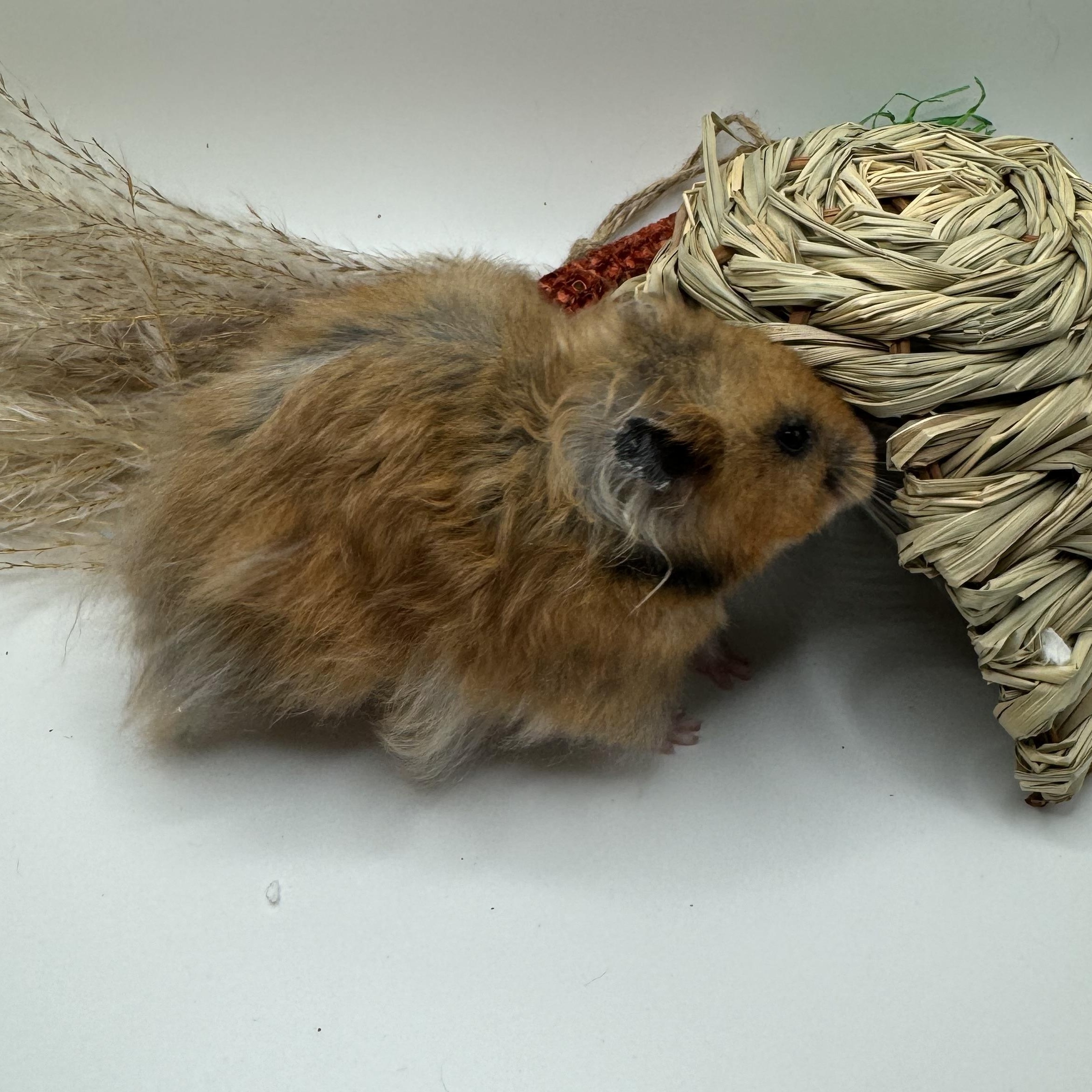 Enlarge Clover, a Adopted Hamster in Springfield, OR image 4/5