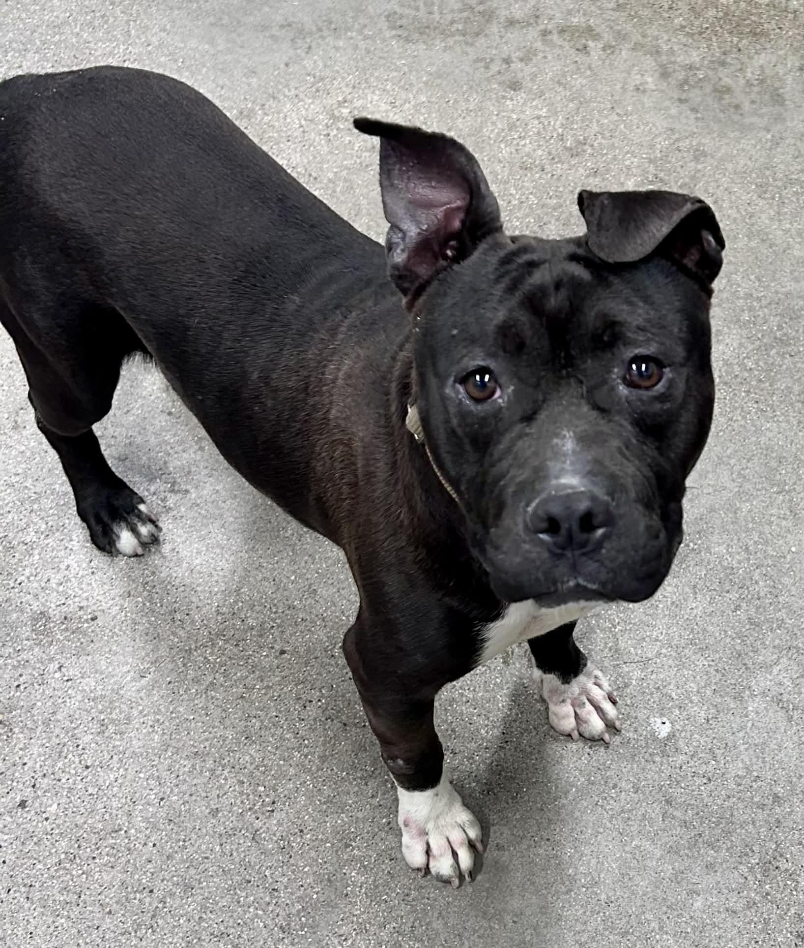 Wilbur, ADOPTABLE, Adult Male Pit Bull Terrier & French Bulldog.