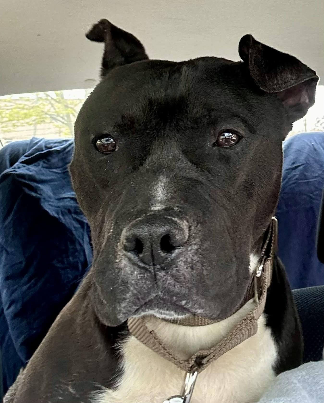 Enlarge Wilbur, a ADOPTABLE mixed breed in Wakefield, RI image 3/3
