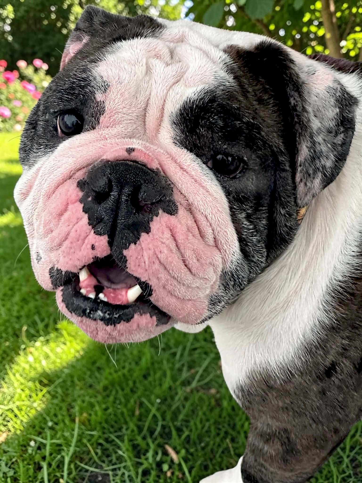 Willadean, Adoptable, Young Female English Bulldog.