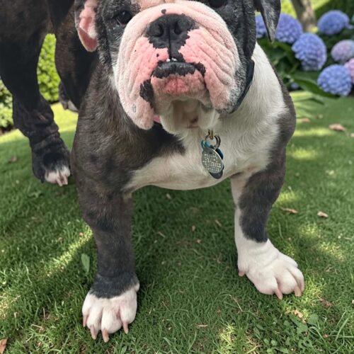 Willadean, a Adoptable English Bulldog in Memphis, TN image 2/3