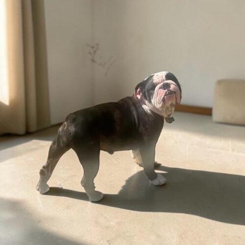 Willadean, a Adoptable English Bulldog in Memphis, TN image 3/3