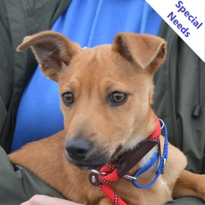 Sweetheart, a Adoptable mixed breed in Elk Grove Village, IL image 1/2