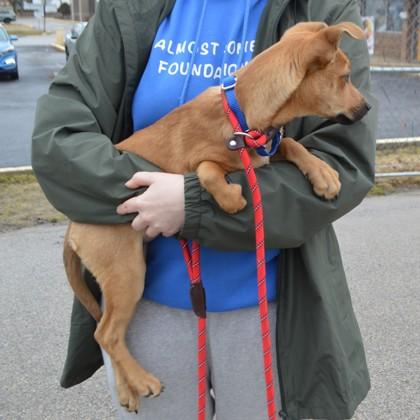 Sweetheart, a Adoptable mixed breed in Elk Grove Village, IL image 2/2