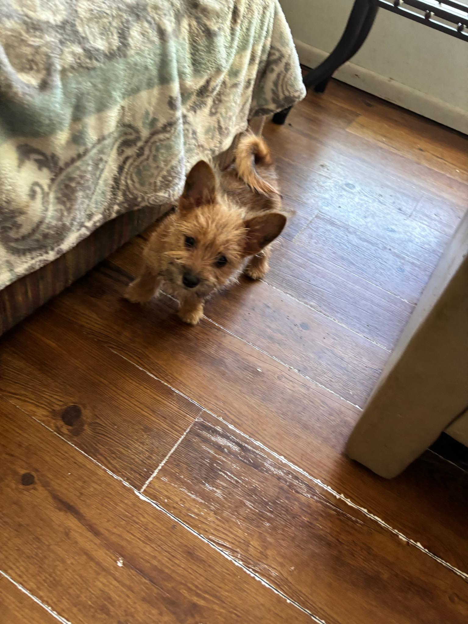 Enlarge Mimi, an adopted mixed breed in Evansville, IN image 1/1