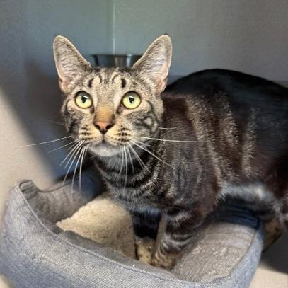 Lunar, Adoptable, Young Male Domestic Short Hair.