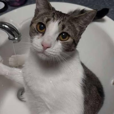 SILK & TORRENT, an adoptable Domestic Short Hair in Campbell River, BC, V9W 5A7 | Photo Image 5