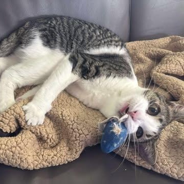 SILK & TORRENT, an adoptable Domestic Short Hair in Campbell River, BC, V9W 5A7 | Photo Image 6