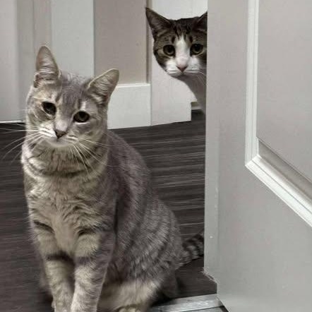 SILK & TORRENT, an adoptable Domestic Short Hair in Campbell River, BC, V9W 5A7 | Photo Image 1