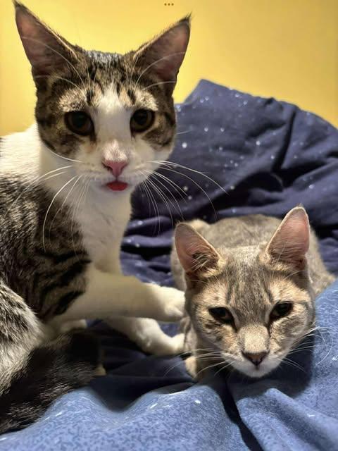 SILK & TORRENT, an adoptable Domestic Short Hair in Campbell River, BC, V9W 5A7 | Photo Image 2