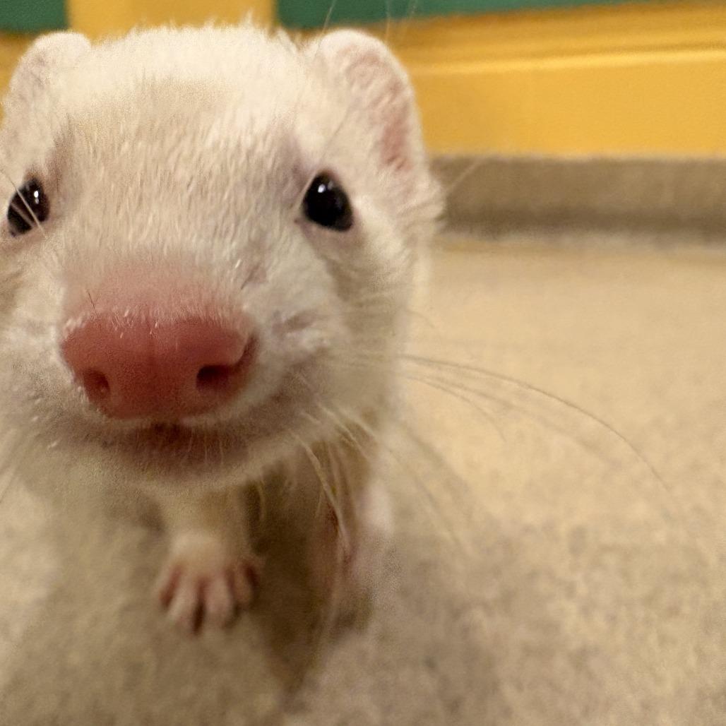 Stock, Adoptable, Adult Male Ferret.
