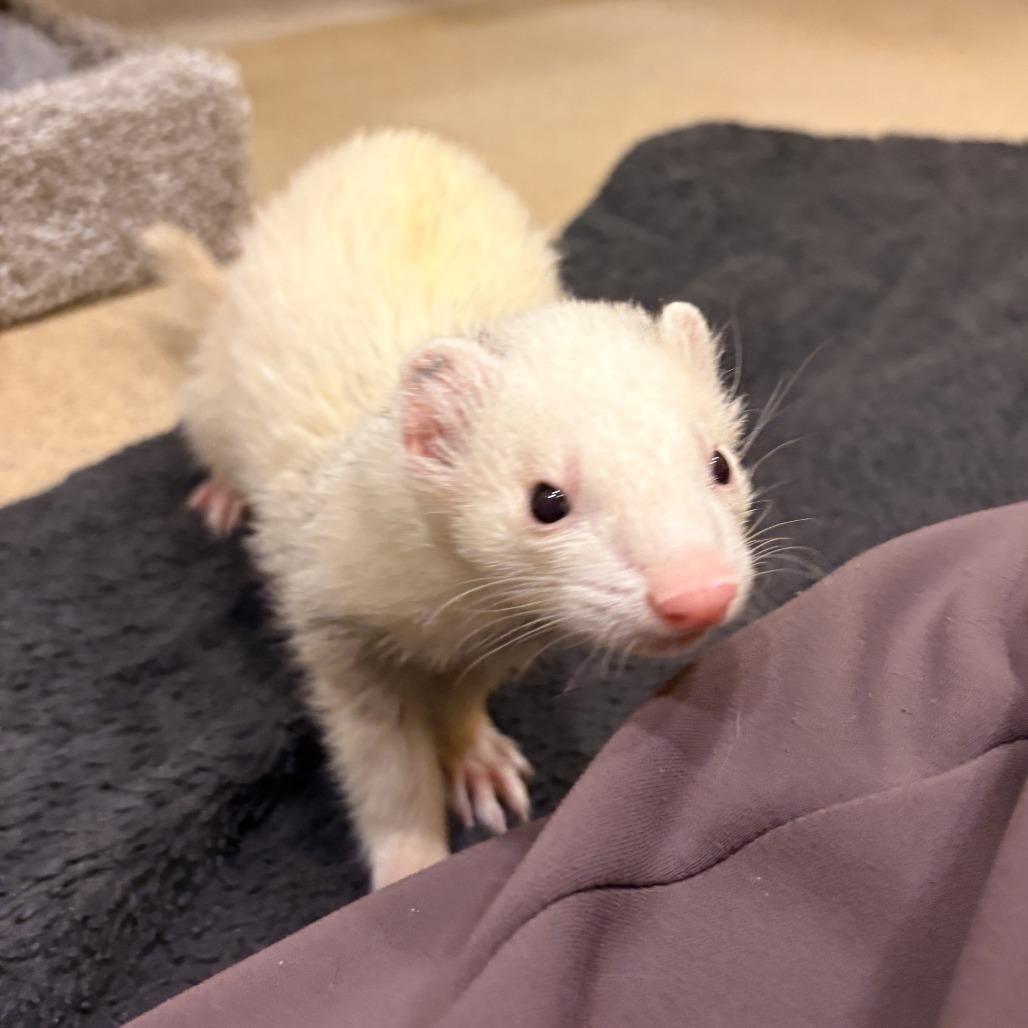Enlarge Stock, a Adoptable Ferret in South Burlington, VT image 2/6