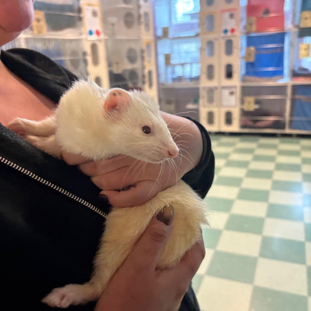 Enlarge Stock, a Adoptable Ferret in South Burlington, VT image 3/6