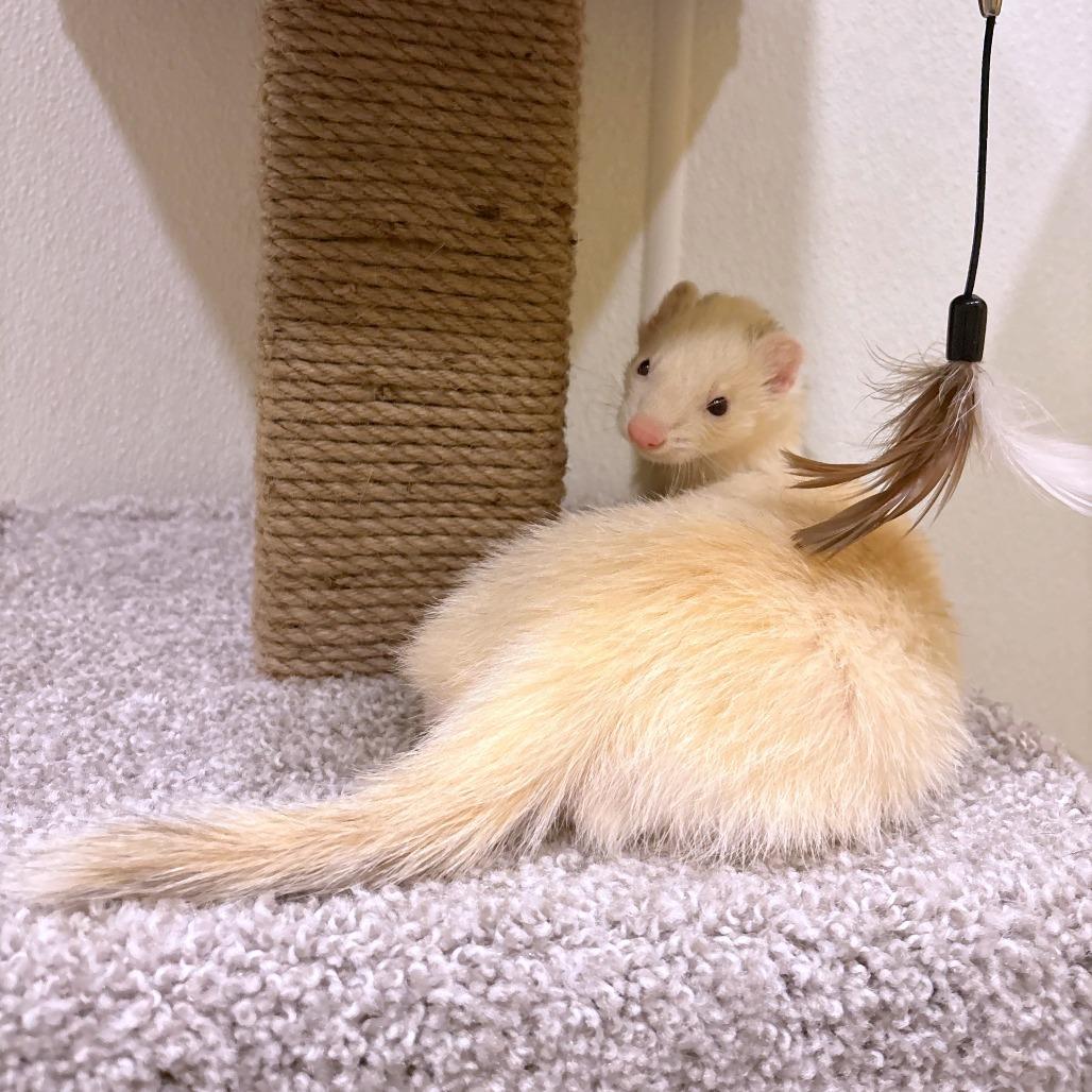 Enlarge Stock, a Adoptable Ferret in South Burlington, VT image 4/6