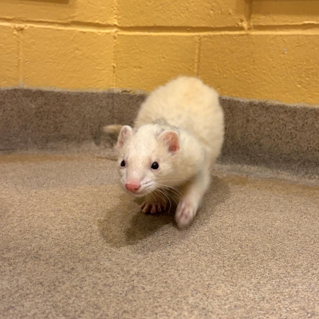 Enlarge Stock, a Adoptable Ferret in South Burlington, VT image 5/6