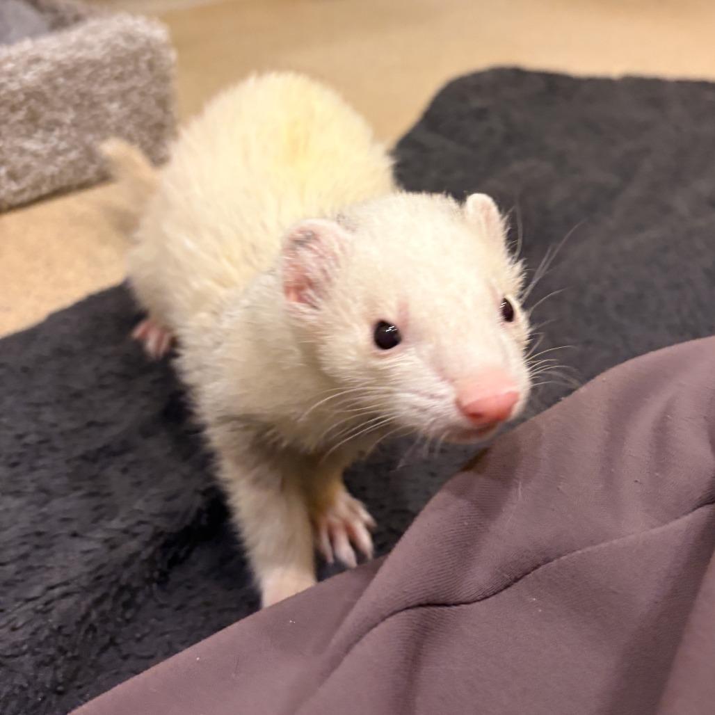 Enlarge Stock, a Adoptable Ferret in South Burlington, VT image 6/6