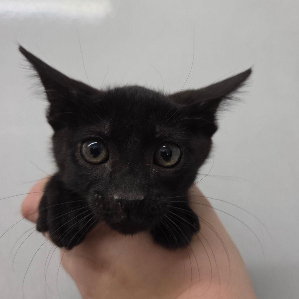 Enlarge Dracula, a Adopted Domestic Short Hair in Chico, CA image 1/1