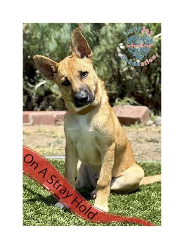 STRAY HOLD UNTIL 07302025 A photo with a stray hold banner is public and posted in a desire to reu