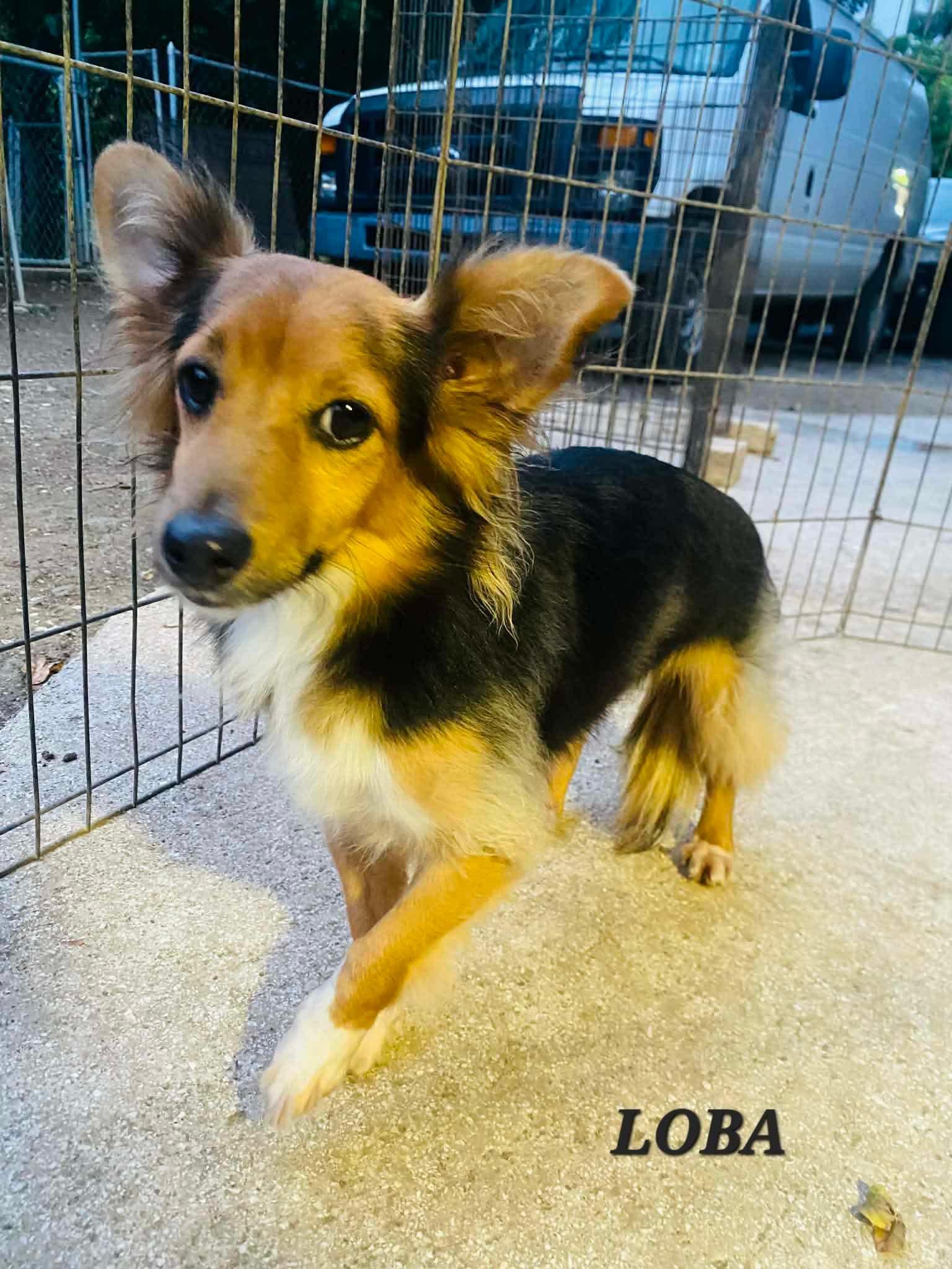 Enlarge LOBA, an adopted mixed breed in Villalba, PR image 2/6