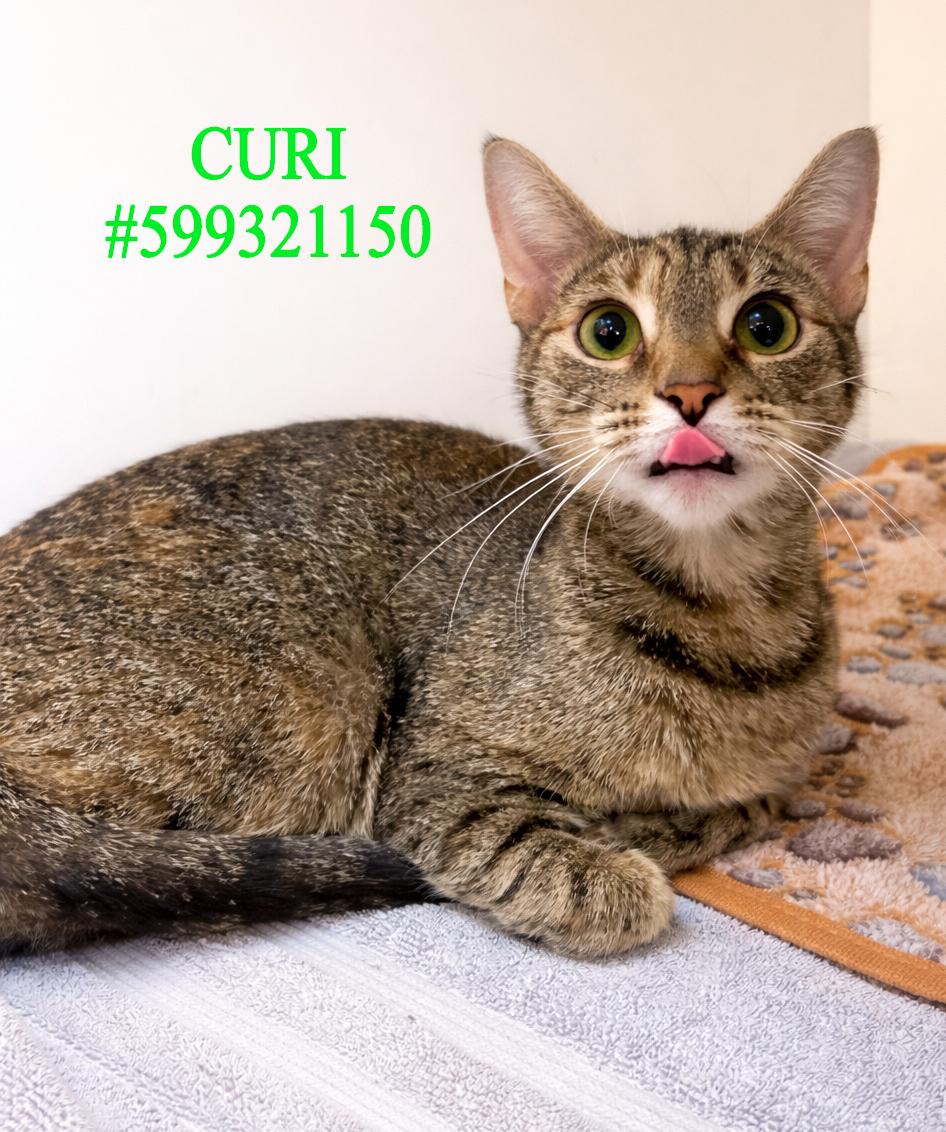 Curi, ADOPTABLE, Adult Female Tabby.