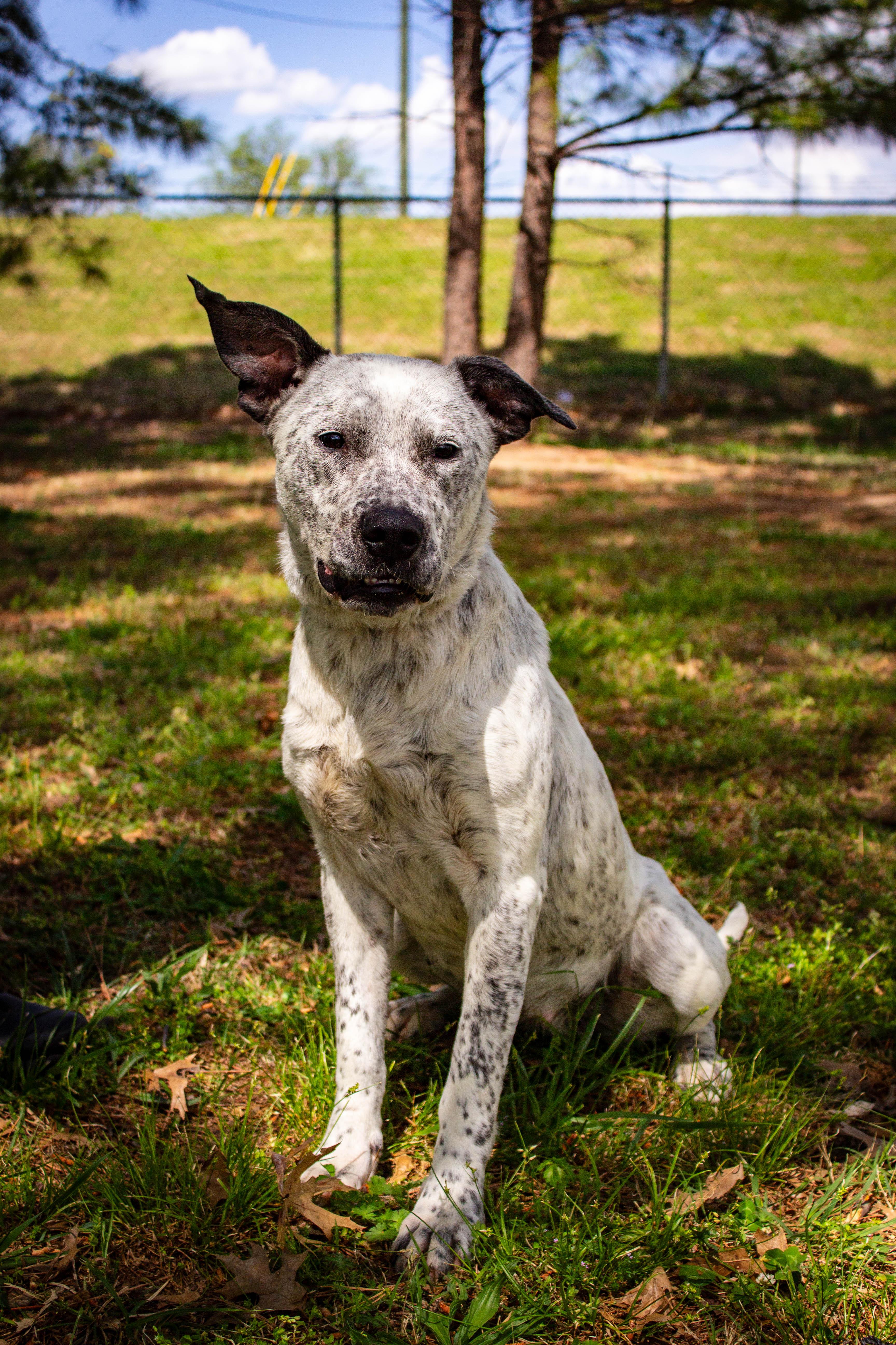 Enlarge LACIE, an adoptable mixed breed in Jenks, OK image 2/2