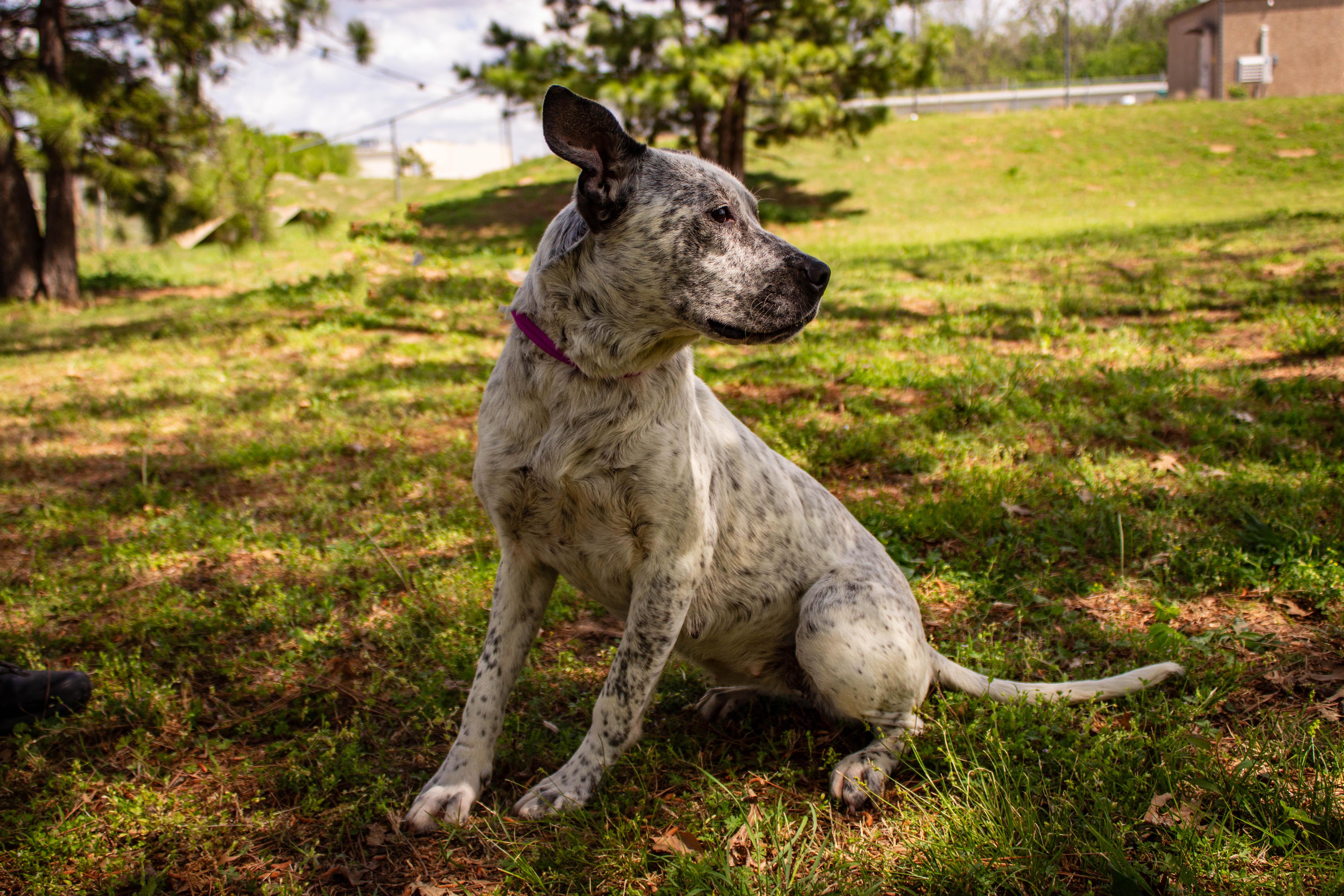 LACIE, adoptable, Young Female Pit Bull Terrier.
