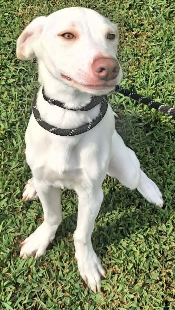 Enlarge Titan, a Adoptable mixed breed in Murphysboro, IL image 1/6