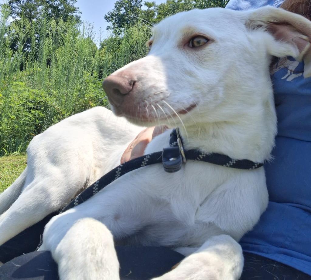 Enlarge Titan, a Adoptable mixed breed in Murphysboro, IL image 2/6