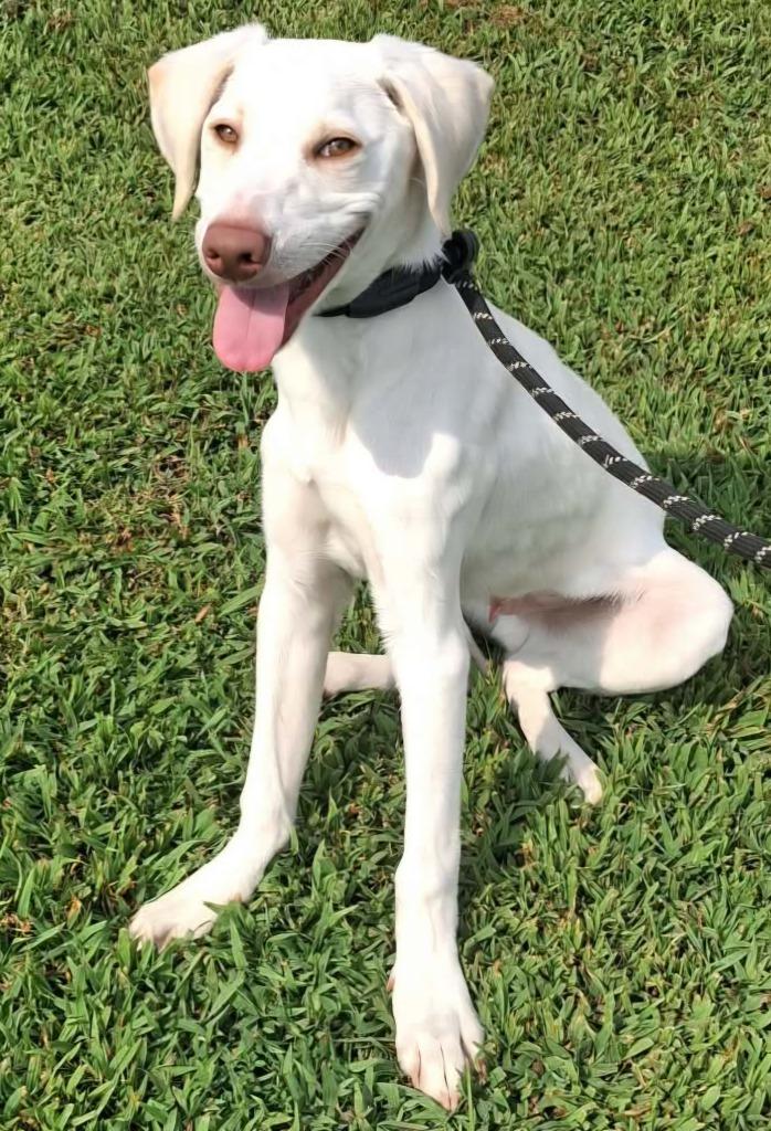 Enlarge Titan, a Adoptable mixed breed in Murphysboro, IL image 3/6