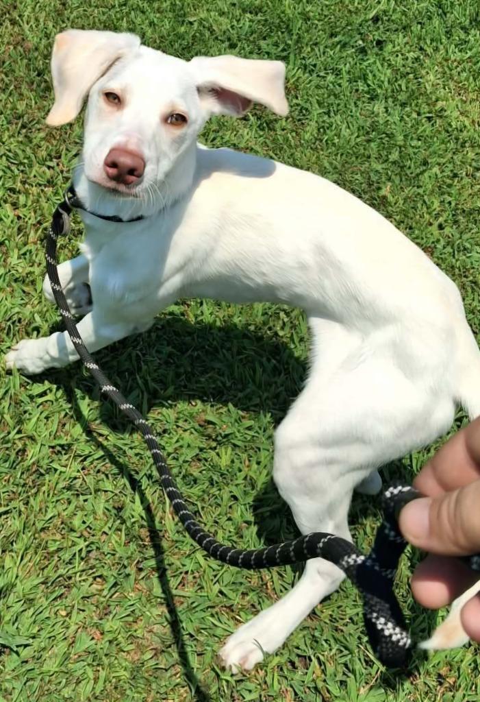 Enlarge Titan, a Adoptable mixed breed in Murphysboro, IL image 4/6