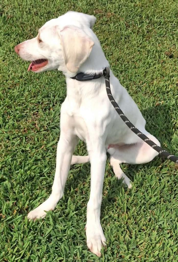 Enlarge Titan, a Adoptable mixed breed in Murphysboro, IL image 5/6