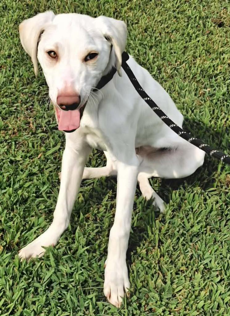 Enlarge Titan, a Adoptable mixed breed in Murphysboro, IL image 6/6
