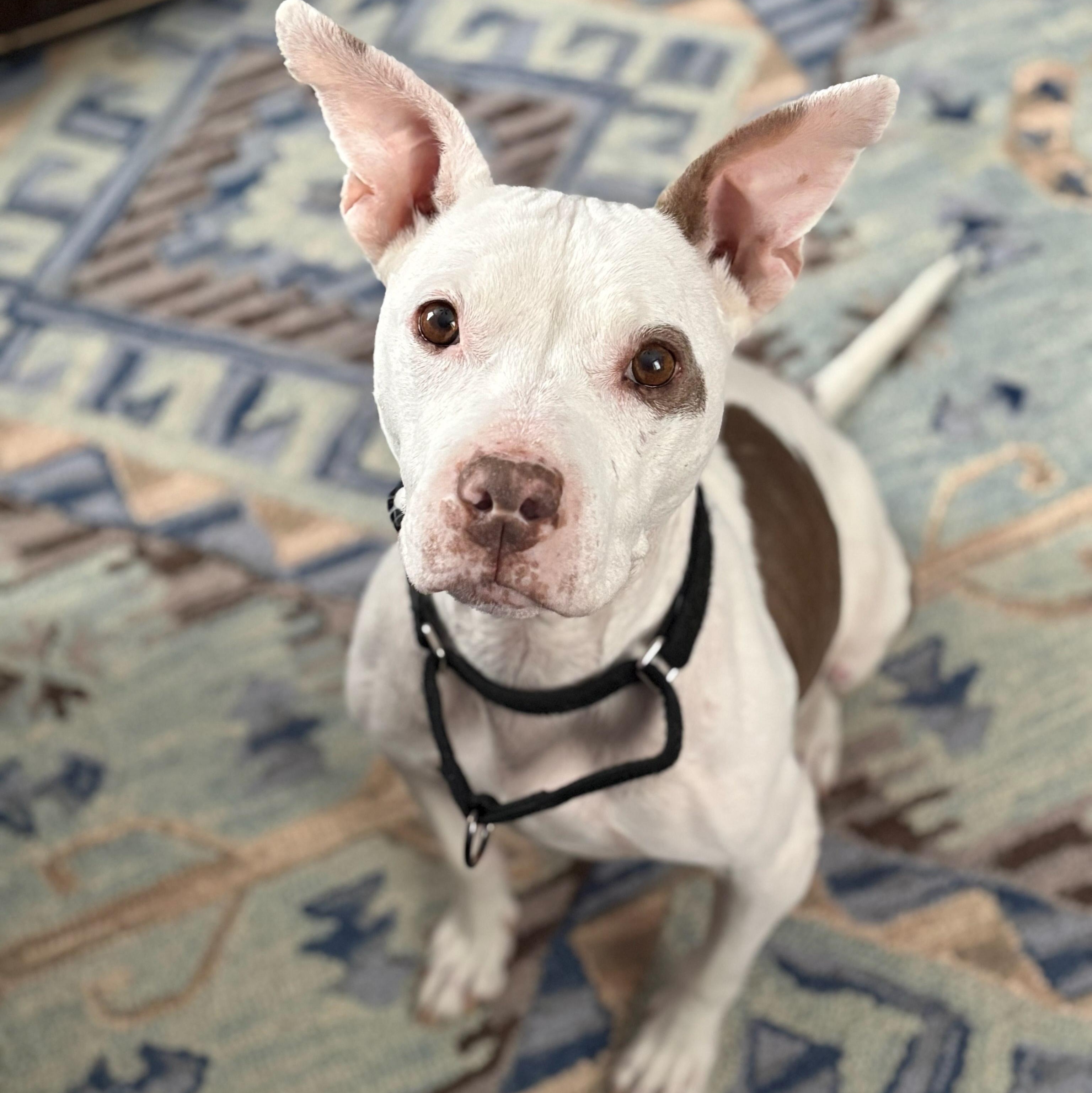 Freya, ADOPTABLE, Adult Female Pit Bull Terrier.