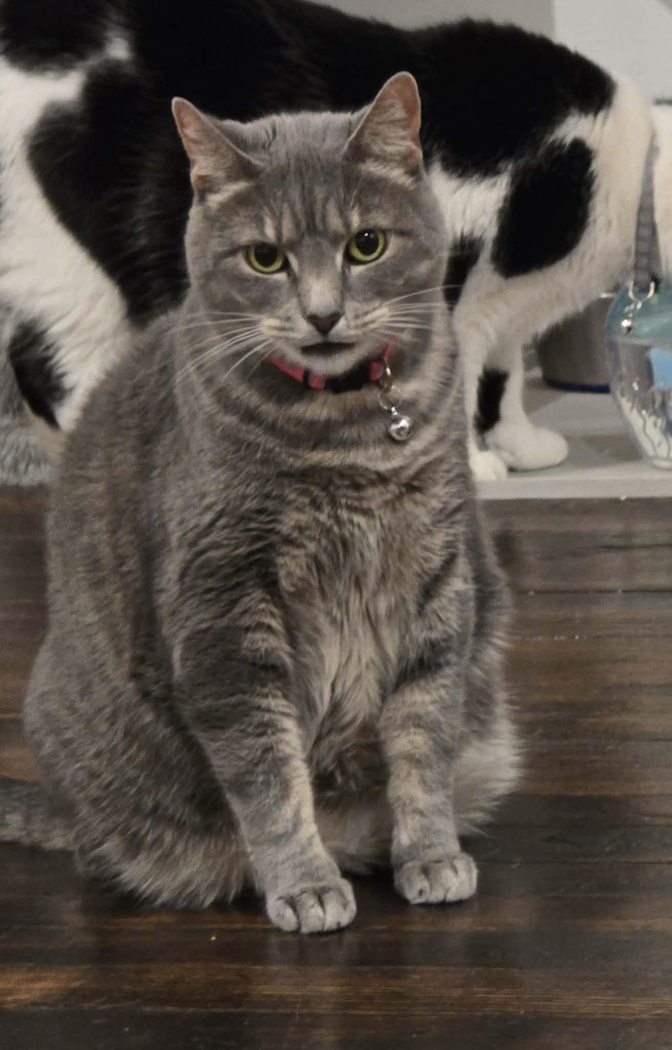 Nelly, ADOPTABLE, Senior Female Domestic Short Hair.