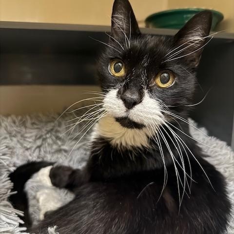 Enlarge Moxie, a Adoptable Domestic Short Hair in Saranac Lake, NY image 1/1