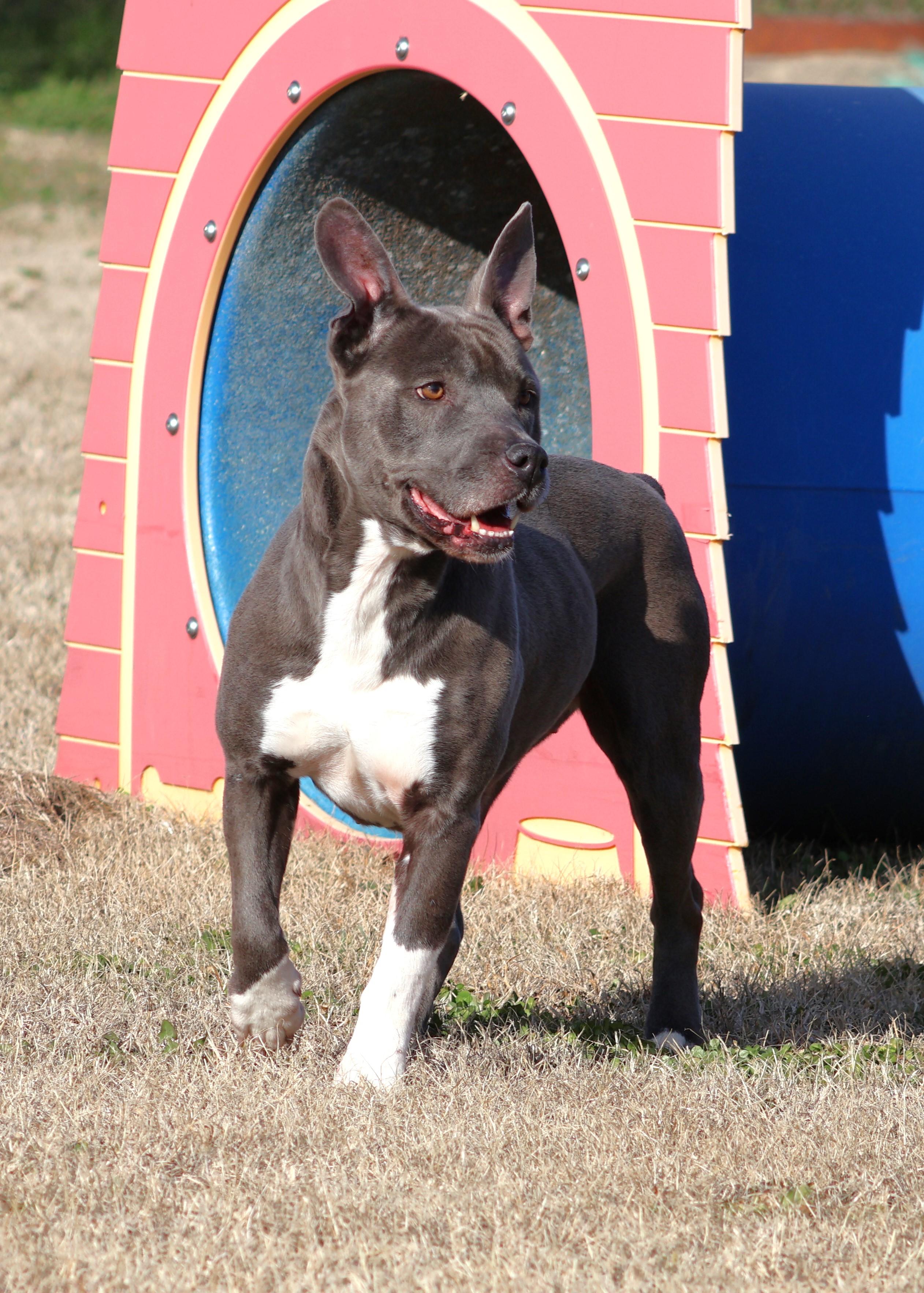Enlarge NYLA, a Adoptable Pit Bull Terrier in Appling, GA image 1/1