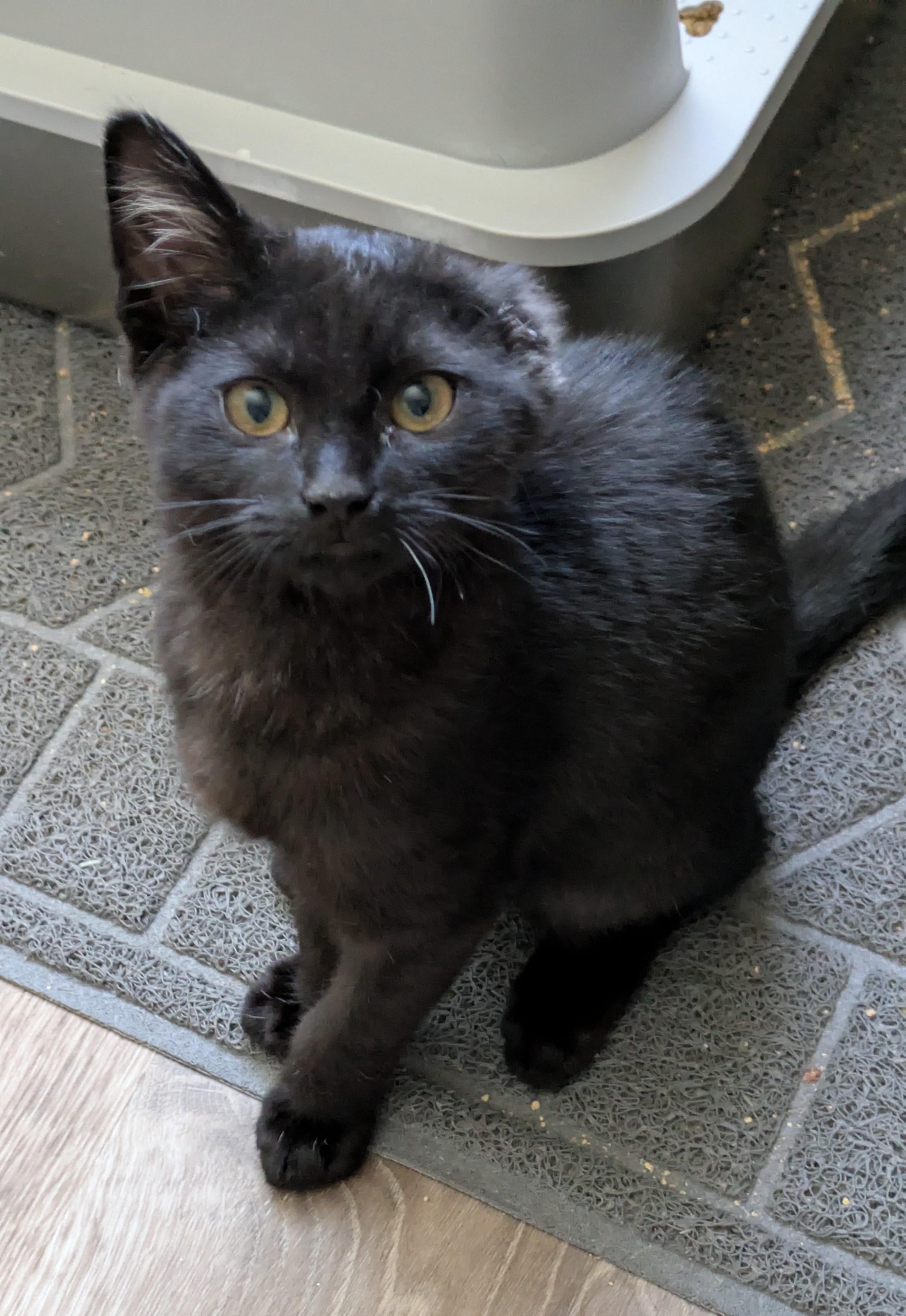 Grogu, ADOPTABLE, Young Male Domestic Short Hair.