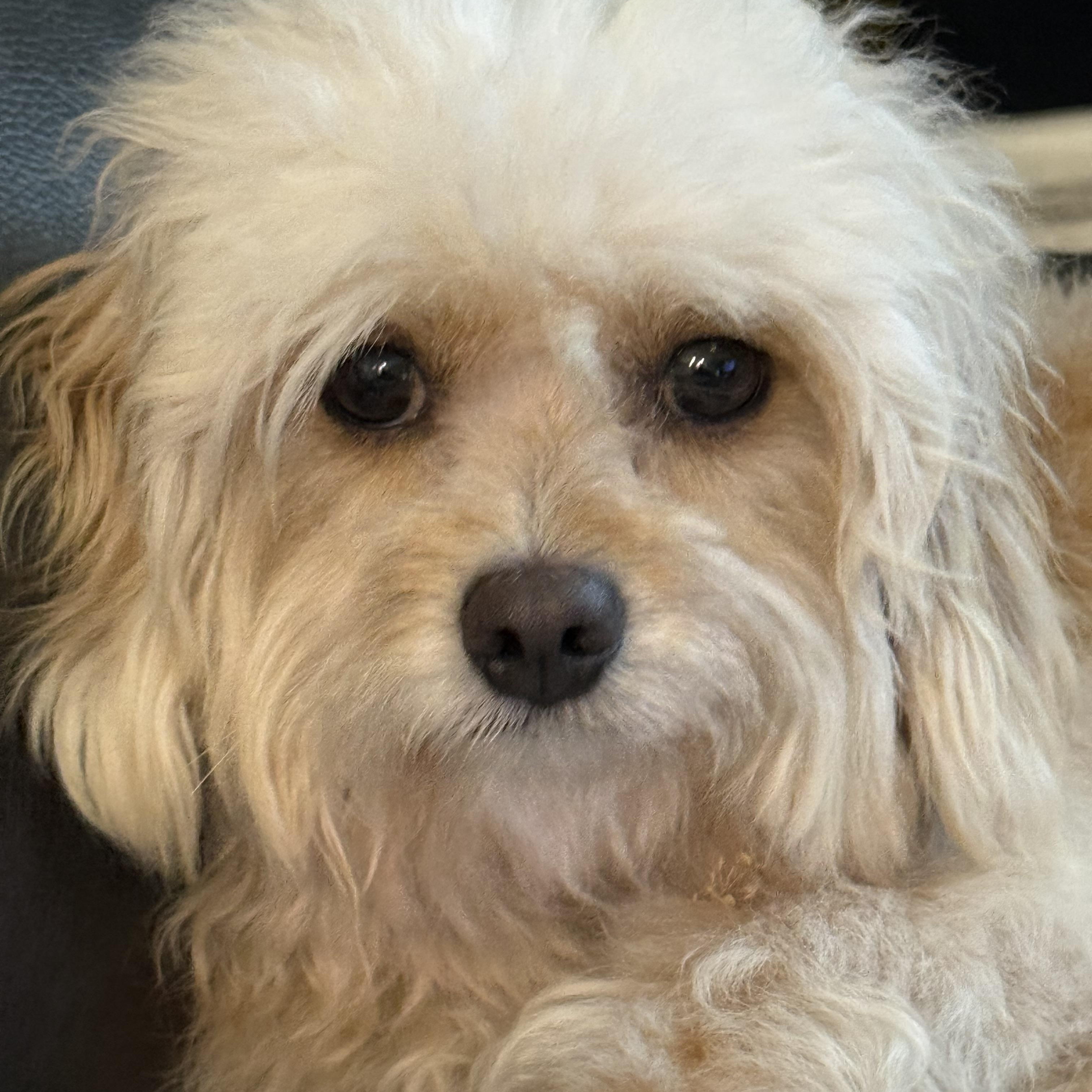 Henry, Adoptable, Adult Male Shih Tzu & Poodle.