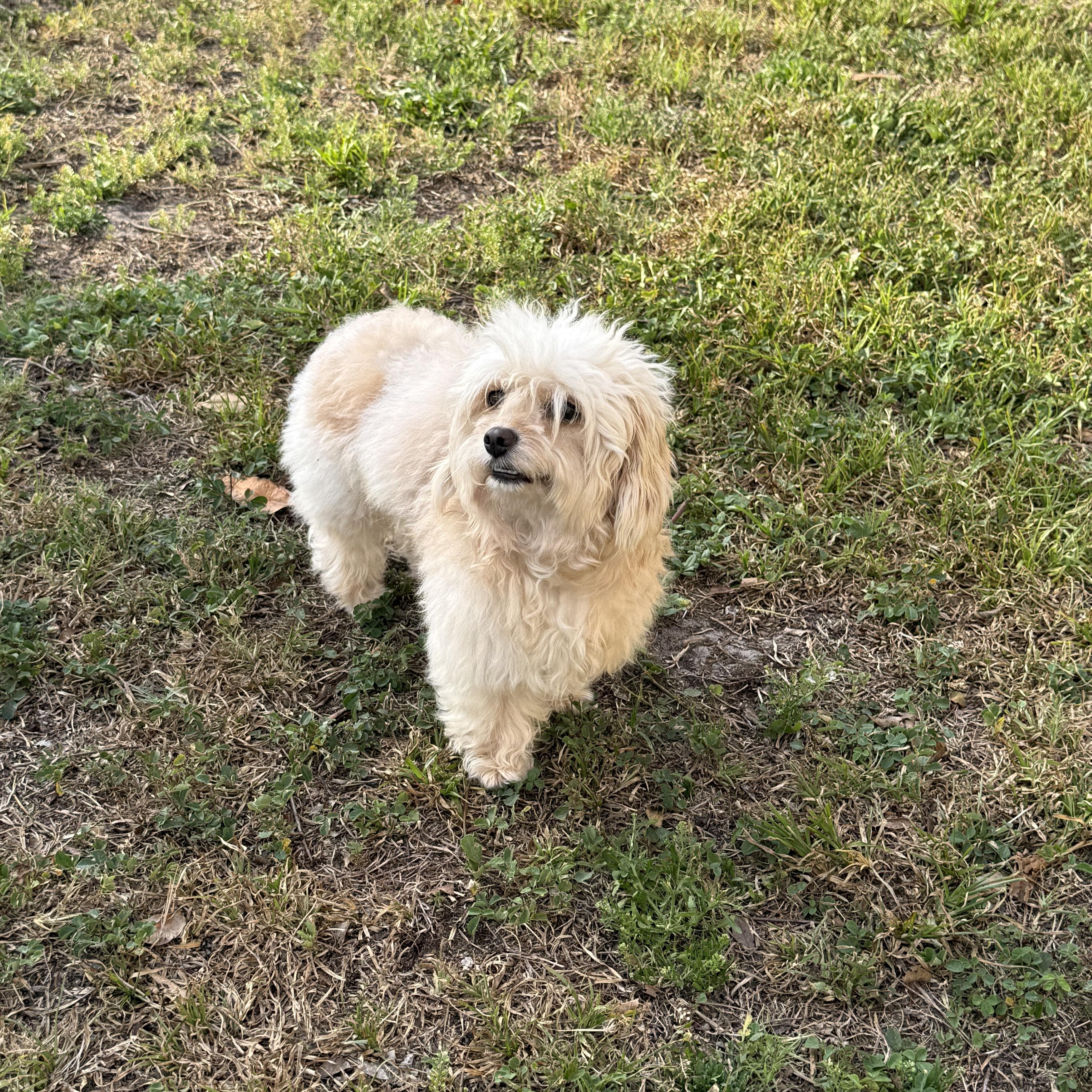 Enlarge Henry, a Adoptable mixed breed in Orlando, FL image 2/5