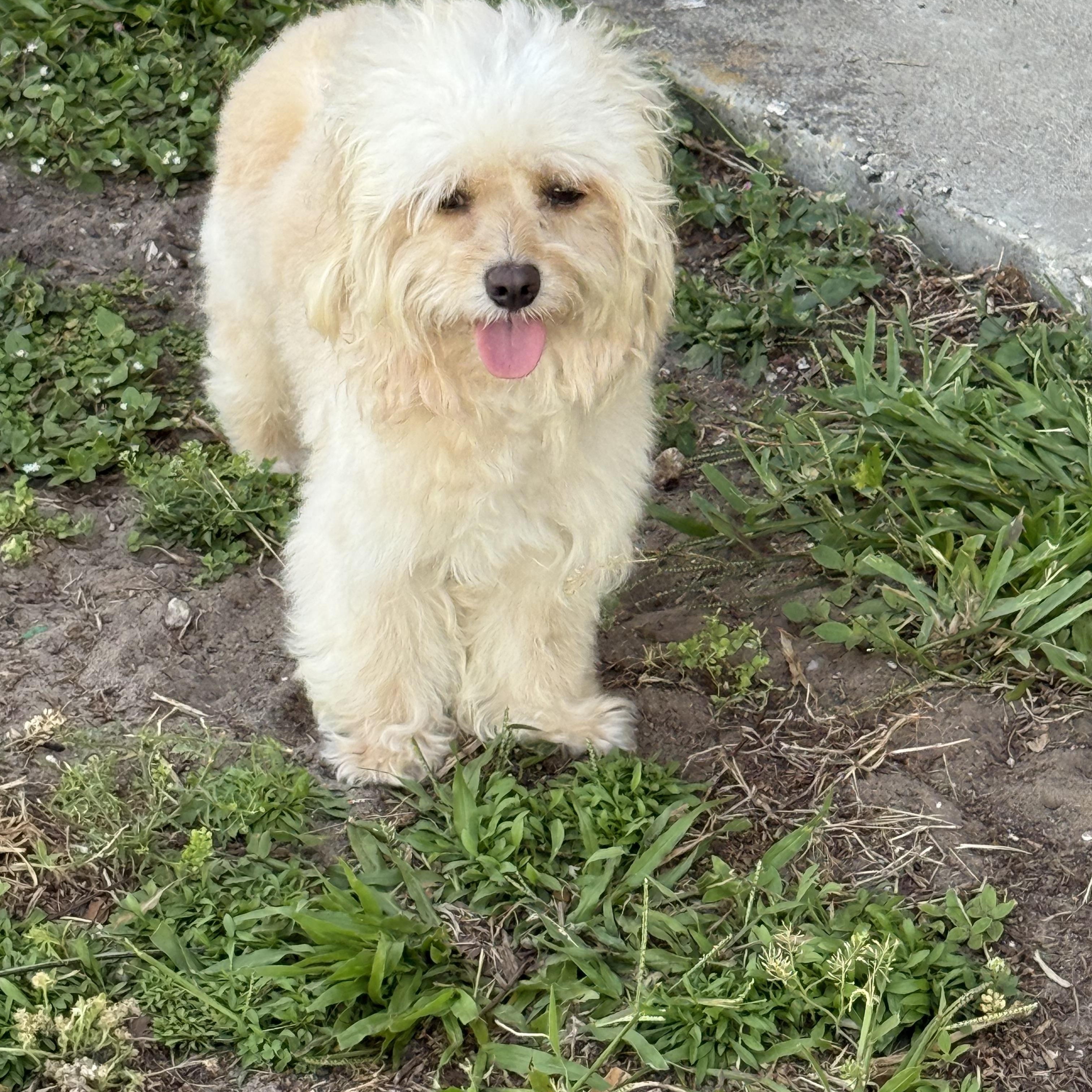 Enlarge Henry, a Adoptable mixed breed in Orlando, FL image 3/5