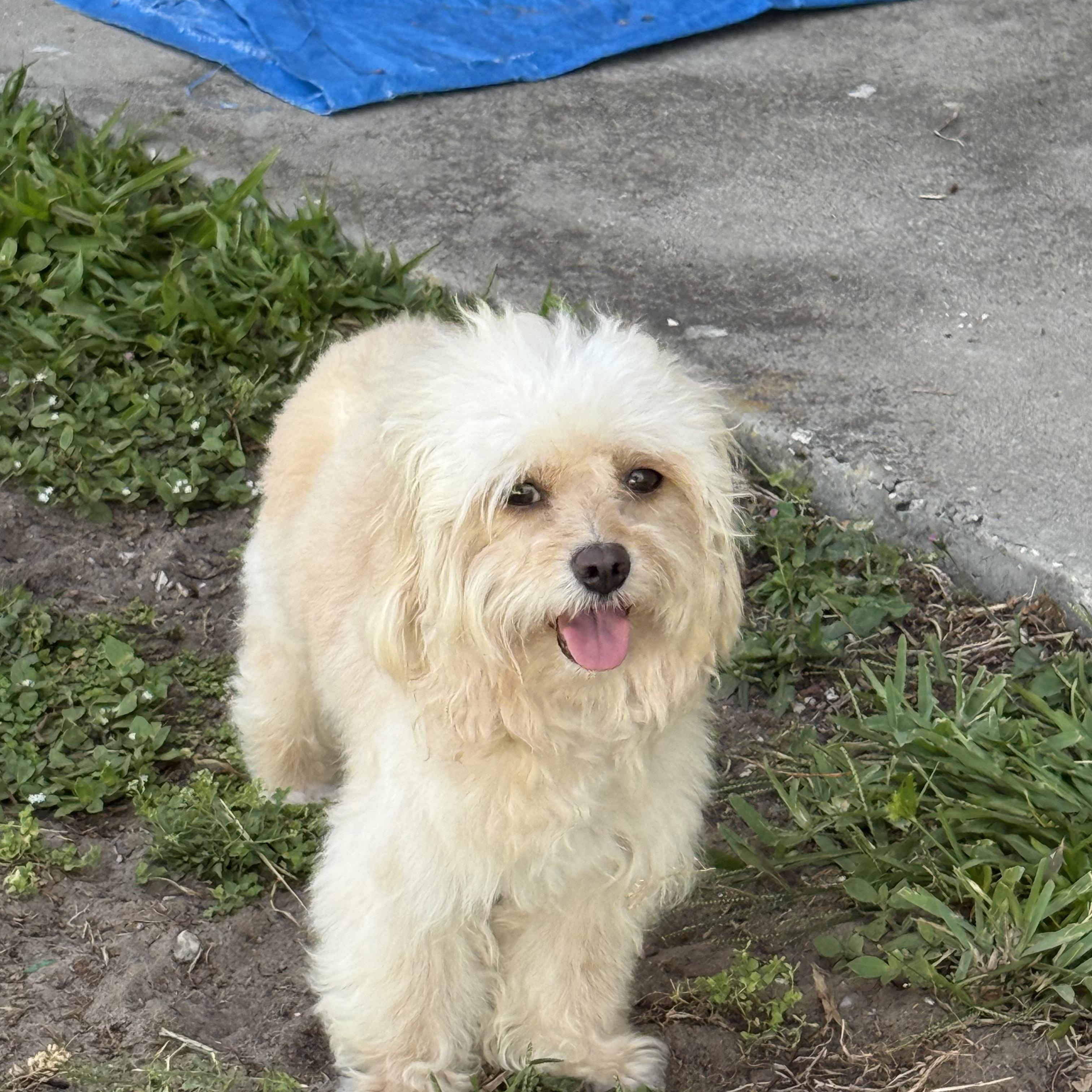 Enlarge Henry, a Adoptable mixed breed in Orlando, FL image 5/5